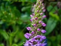 Eine Mücken-Händelwurz Orchidee entfaltet sich